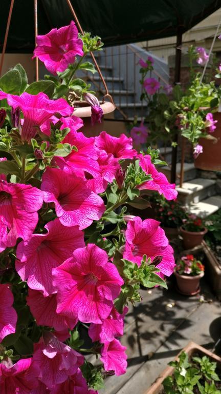 La Chicca B&B Сиена Екстериор снимка